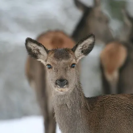 Le Cerf Pantin Rez De Jardin Appartement *